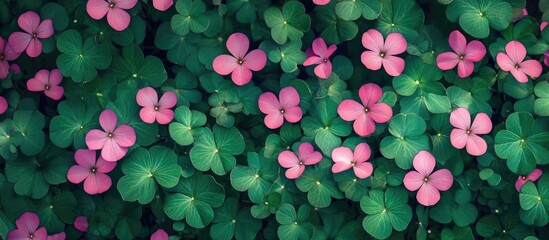 Poster - Vibrant pink flowers with green clover leaves creating a lush natural background with Copy Space