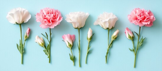 Wall Mural - assorted pink and white carnation flowers on light blue background with copy space for text