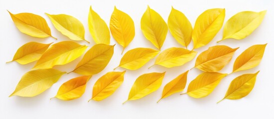 Aufkleber - Yellow Autumn Leaves Arrangement on White Background with Copy Space
