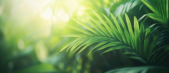 Poster - lush green palm leaves in soft sunlight with blurred background featuring natural bokeh effect and a