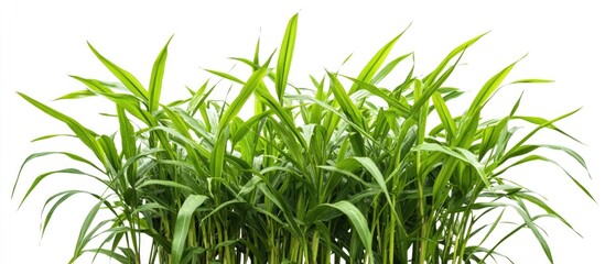 Poster - fresh green grass blades with dense foliage on white background suitable for various design projects