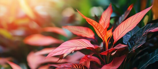 Poster - vibrant red and dark green tropical leaves with soft sunlight background and natural bokeh effects i