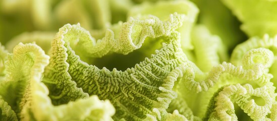 Wall Mural - Close-up macro shot of leafy green lettuce with intricate textures and details, suitable for food or health-related topics, Copy Space.