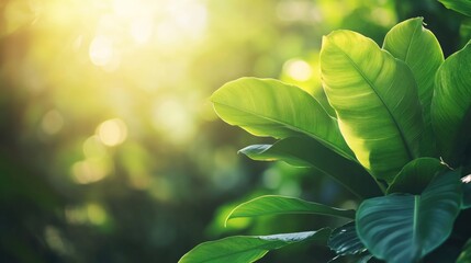 Poster - Green tropical leaves in soft sunlight with blurred background natural bokeh effect suitable for design Copy Space