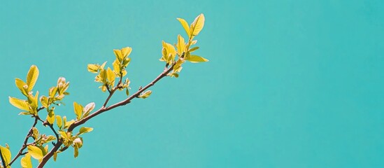 Poster - New green leaves on a branch against a solid bright turquoise background with ample copy space for text placement