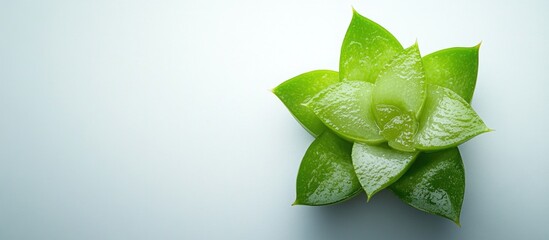 Wall Mural - Green succulent plant on a light background with ample copy space for text placement.