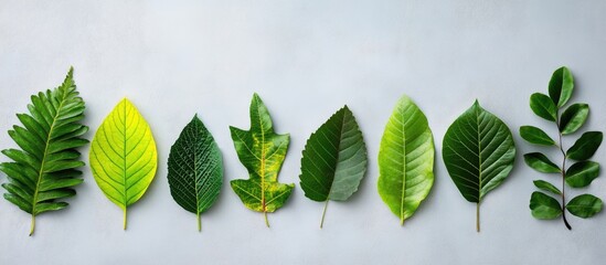 Poster - assorted green leaves variety arranged on a light background with copy space for text placement
