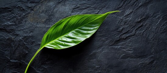 Poster - green leaf on textured black stone background with natural lighting and shadows copy space