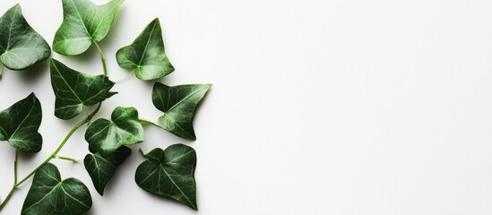 Canvas Print - Green ivy leaves arranged on a white background with copy space for text placement.