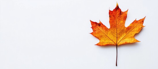 Poster - bright orange maple leaf on a clean white background with space for text copy space
