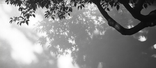 Wall Mural - Black and White Shadows of Tree Leaves on Ground with Soft Light and Copy Space