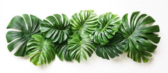 Sticker - Lush green monstera leaves arrangement on white background with ample copy space for text placement