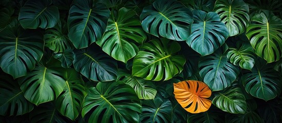 Wall Mural - Tropical green leaves with one orange leaf in a lush background with copy space for text