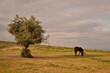 © Olga - Horse grazing on a field near a tree