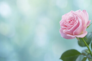 Wall Mural - beautiful pink rose with soft petals and green leaves, symbolizing romance and elegance