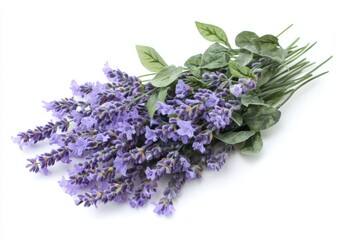 Wall Mural - Purple flowers with green leaves on a white background