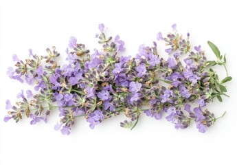 Wall Mural - Purple flowers with green leaves on a white background