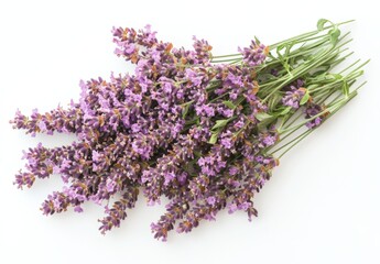 Wall Mural - Purple flowers with green leaves on a white background