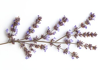 Wall Mural - Purple flowers with green leaves on a white background