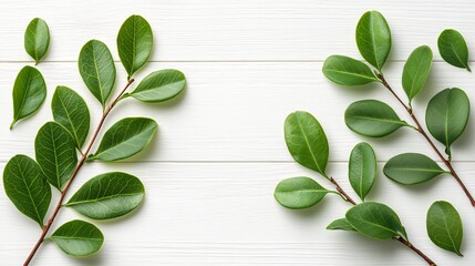 Poster - Green leaves on white wood background; nature design