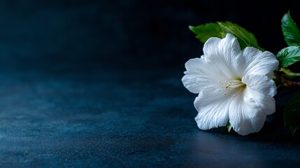 Wall Mural - Delicate White Flower on Dark Blue Background