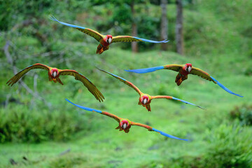 Sticker - Flock of Flying Great Green Macaws or Great Military Macaws (Ara ambiguous), Costa Rica