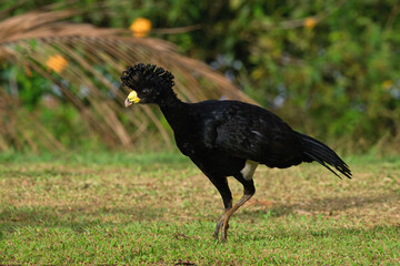 Sticker - Male Great Curassow (Crax rubra) walking on grass, Costa Rica