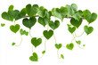 © Edgar Martirosyan - Green heart-shaped leaves of an ivy climbing plant with long branches, isolated on a white background.