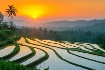 Wall Mural - A tranquil rice terrace landscape reflecting the golden hues of sunrise