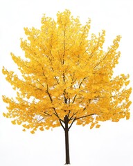 Solitary Yellow Ginkgo Tree Against a Crisp White Backdrop