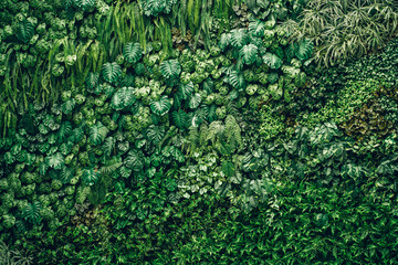 Wall Mural - Close-up background of vibrant green leaves with rich textures, creating a bright and fresh natural atmosphere with an exotic botanical pattern.