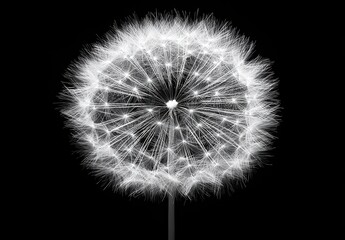 Poster - Beautiful close-up of a detailed dandelion seed head against a black background with intricate white filaments and a stunning circular shape