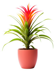 Wall Mural - PNG Plant pineapple flower leaf.