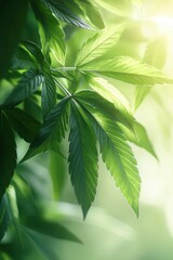 Poster - Close-up view of vibrant green cannabis leaves under natural sunlight