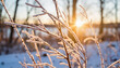 © Svetlana - Frost-tipped branches illuminated by dawn sun, winter beauty