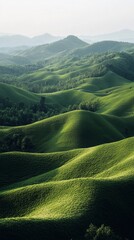 Poster - Soft morning light bathes a vast expanse of rolling hills, each covered in vibrant green grasses and dotted with occasional trees. Nature breathes in tranquility and beauty