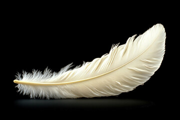 Wall Mural - Feather On A White Background