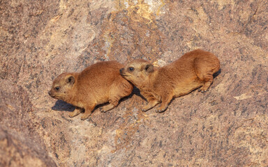 Wall Mural - two baby rock hyrax (procavia capensis), augrabies falls national park, south-africa