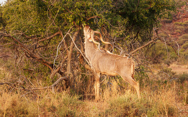 Wall Mural - Greater Kudu (Tragelaphus strepsiceros) male foraging on the leaves of a shrub
