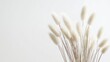© Chingiz - A delicate floral poster featuring a bouquet of soft, white Lagurus Ovatus (bunny tails) grass against a clean white background