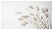 © Chingiz - A delicate floral poster featuring a bouquet of soft, white Lagurus Ovatus (bunny tails) grass against a clean white background