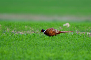 Wall Mural - Male common pheasant Phasianus colchicus in the wild