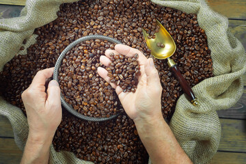 Wall Mural - Coffee beans in the hands of an elderly man. Close-up.