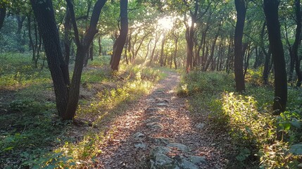 Poster - Soft rays of sunlight illuminate a tranquil forest trail, lined with lush greenery and stones. This peaceful path invites leisurely strolls amidst nature's beauty