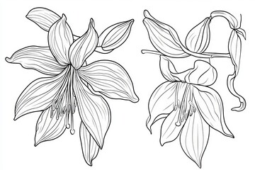 Wall Mural - A set of vanilla doodle illustrations featuring hand-drawn vanilla plant flowers and pods, isolated on a white background