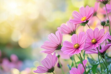 Aufkleber - Vibrant pink cosmos flowers blooming in a sunny garden filled with soft bokeh background during spring season. Generative AI
