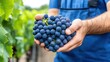 © Moopingz - Close-up, hands holding bunch of ripe purple grapes, vineyard background.
