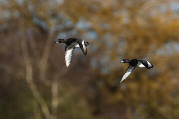 Wall Mural - Tufted Duck, Aythya fuligula, pair of birds in flight over winter marshes