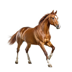 A beautiful chestnut horse running gracefully in a field.