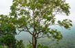 © Blazenka - Scenery from the top of Sigiriya Lion Rock, view through a tree, foggy background, Sri Lanka